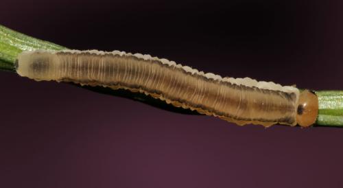 Réf. 298 569 : Macrophya ribis